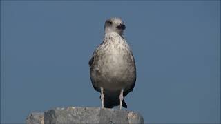 Galeb  Laridae Vigors 1825 [upl. by Aima]