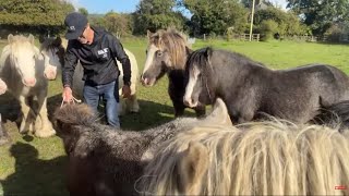 Road Trip to the paddock  Treats for the horses 🐴🚐 [upl. by Boesch]