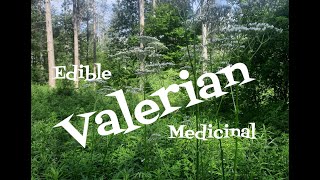 Valerian Edible and Medicinal [upl. by Caesaria]