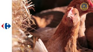 Découvez le poulet dAuvergne Filière Qualité Carrefour [upl. by Demahom44]