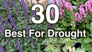 Drought Resistant Flowers 30 Perennials Proven To Grow [upl. by Bury701]