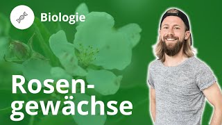 Rosengewächse Arten Merkmale Früchte – Biologie  Duden Learnattack [upl. by Onateyac]