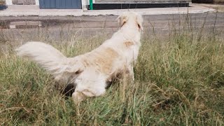 Golden retriever playing on grass [upl. by Whitver]