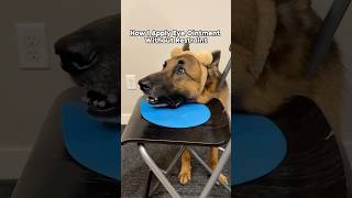 Watch how I apply eye ointment for my dog shorts cooperativecare dogtraining [upl. by Carn776]