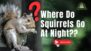 Where Do Squirrels Go At Night The Answer Will Surprise You [upl. by Martz]