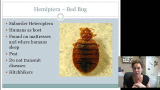 Hemiptera Heteroptera Juniors Intermediates AND Seniors [upl. by Sigsmond705]