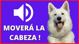 🦴 SONIDOS para PERROS Para Que MUEVAN La CABEZA  Ruidos y Efectos [upl. by Herschel312]