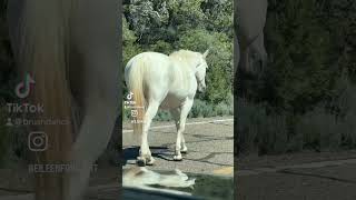 Driving Alongside Two Beautiful Horses horsevideo whitehorse [upl. by Herrle]