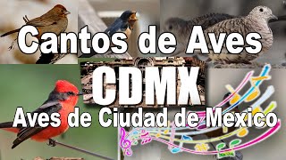 Cantos de Aves de Ciudad de México y sus nombres de especie [upl. by Radford]