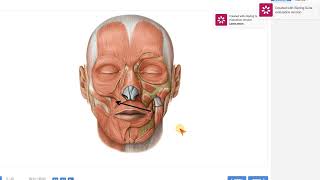 5 Anatomy of the muscles of the face [upl. by Elery]