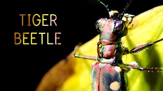 Tiger Beetle  Cicindelinae [upl. by Stew269]