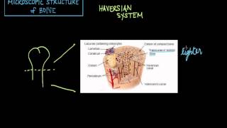 Microscopic Structure of Bone  the Haversian System [upl. by Llerrej359]