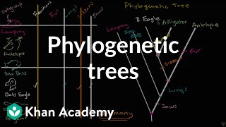 Understanding and building phylogenetic trees  High school biology  Khan Academy [upl. by Adnohr]