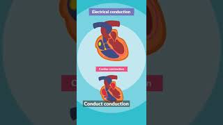 ECG Learn heart ecg ecgheart heartcondition [upl. by Hirst]