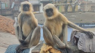 Langur came to our house in the morning Watch full video Hanuman [upl. by Jacie]