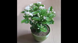 Flower Garden  How to replant Mogra amp Care for maximum bloom  nurserylive [upl. by Umeh]