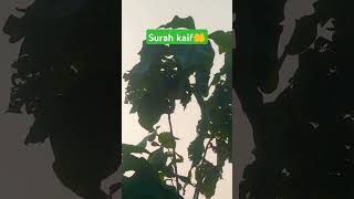 Surah Kaif urdu 🕋🤲 aamin 💯 [upl. by Eyllek797]