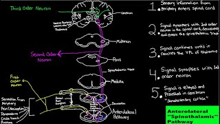 Spinothalamic Pathway Steps [upl. by Favien]