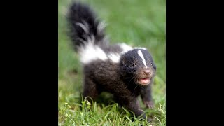 If You Live Near a Skunk Heres What You Need To Know [upl. by Sirroned179]