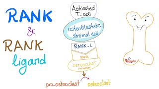 RANK and RANKLigand  How Your Bone Is Broken Down [upl. by Narruc756]