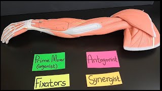 Functions of Agonists Prime movers Antagonists Fixators and Synergists [upl. by Tremml702]