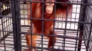 Orangutans being caged in small cramped cages [upl. by Rozina]