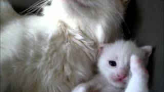 Angora cats [upl. by Anatnas]