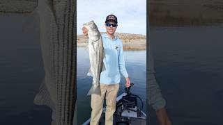 Lake Mead Fishing Report bassfishing lakemead fishingreport [upl. by Gingras616]