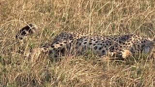 Heartwarming A Vulnerable Cheetahs Resting Place ❤️🐾 [upl. by Ardnahsal]