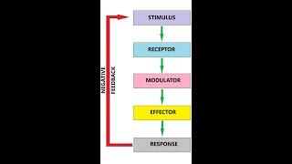 Stimulus Response model [upl. by Yhtir938]