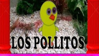 Los pollitos dicen pio pio MEMO PROFE  Musica infantil [upl. by Nessi]