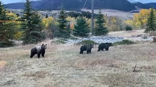 Montana ranchers express support to delist grizzly bears from endangered species list [upl. by Figone511]