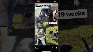 MooMoo viral moo youtubeshorts oldschool dog subscribe [upl. by Ada]