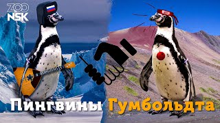 Новосибирский зоопарк  Пингвины Гумбольдта [upl. by Dirfliw]