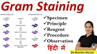 Gram Staining  Gram staining procedure  gram staining principalreagent procedure microbiology [upl. by Riley]