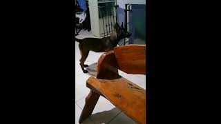 Extreme Barking  Belgian Malinois [upl. by Thia892]