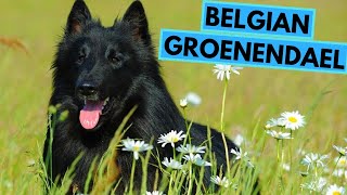 Belgian Groenendael  TOP 10 Interesting Facts  Belgian Sheepdog [upl. by Nomihs]