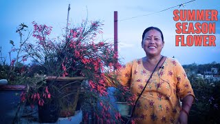 Best Summer Flowering Plant You Can Grow This Summer I Gardening Tips in Nepali [upl. by Nefen]