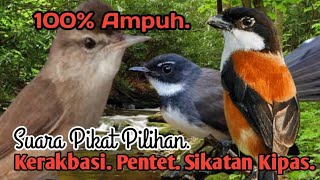 SUARA PIKAT BURUNG KERAKBASI DAN PENTETSIKATAN KIPAS PALING AMPUH [upl. by Ameehs]