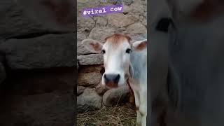 Peles 3k veiws complete this video cow mata😍 [upl. by Annil]