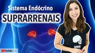 Suprarrenais Sistema Endócrino  Anatomia e etc [upl. by Kallick]