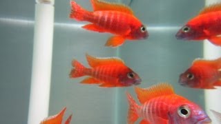 How To Breed African Cichlids [upl. by Obla478]