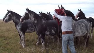 INCREIBLE TROPILLA ENTABLADA DE 10 CABALLOS  VENDIDA  WWWLOSEQUINOSCOM [upl. by Karisa528]