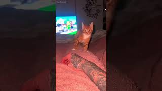 LMAO shortvideo funny mycatchannel cat petschannel yourcat funnycats [upl. by Drarej694]