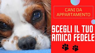 Dieci fantastici cani da appartamento [upl. by Xilef999]