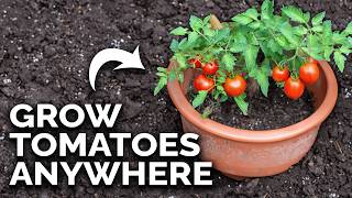 Grow Amazing Tomatoes In Containers 🍅 COMPLETE GUIDE [upl. by Aicilav]