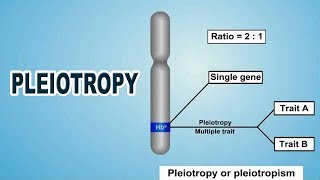 Pleiotropy  12th Std  Biology  Science  CBSE Board  Home Revise [upl. by Reteid]