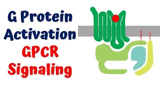 G Protein Activation In GPCR Signaling [upl. by Ardnasyl]