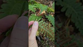 The common polypody Polypodium vulgare nature fern plants [upl. by Janeczka913]