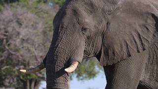 Disneynatures Elephant  Call To Leave  Clip 2020 Narrated by Meghan Markle [upl. by Trojan127]